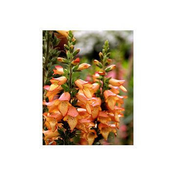Illumination® ‘Apricot’ Digiplexis® Digitalis Illumination™ 'Apricot'