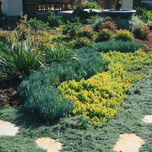 Wynn Landscape