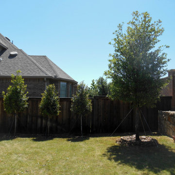 Evergreen Trees & Shrubs