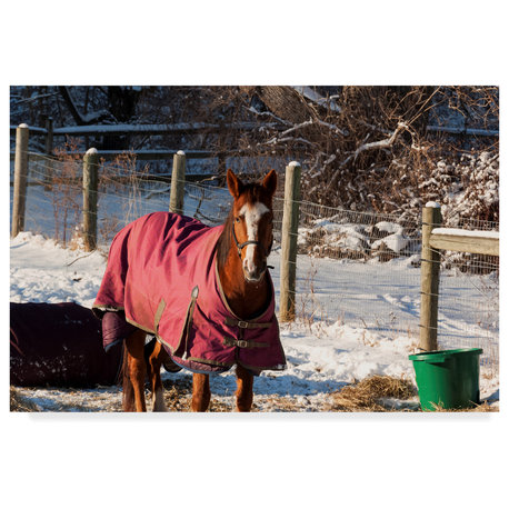 "Horse In Snow Covered Pasture" by Anthony Paladino, Canvas Art