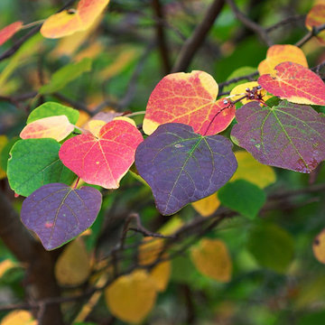 Fall Color
