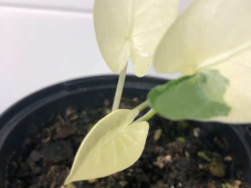 All White Variegated Alocasia What To Do Help