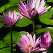 Wenjie Gao's photo