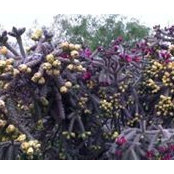 Carmen Gustin's photo