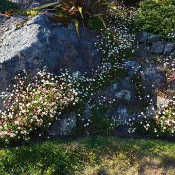 Drought Tolerant Plants