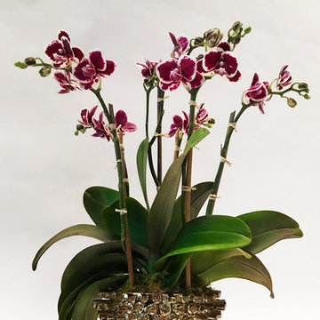 Interior Plants, Terrariums and Floral