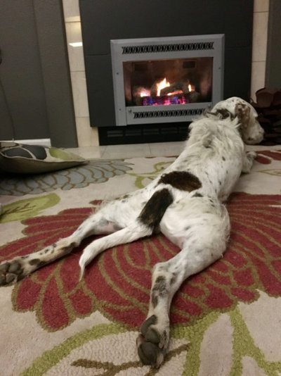 30 Cats and Dogs Who are Cozying Up Right for the Holidays