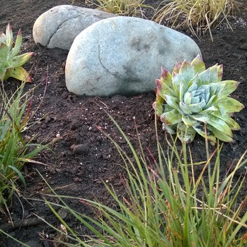 Seaside Santa Cruz - Lawn Removal