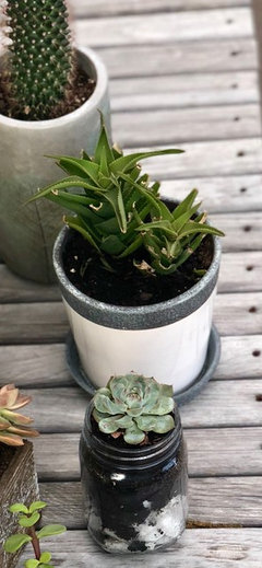 Aloe Vera Plant Problems | Houzz Forum