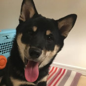 Foto de Lisa
