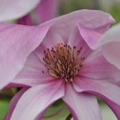 Melissa Lyons-Hoadley's photo