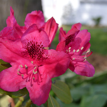 Plantings