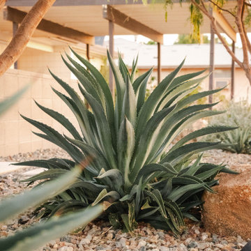 Desert Fern