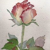 Judith Thomas's photo