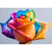 Sonya Dupuy-Thibodeaux's photo