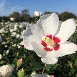 Current Featured Plants - Products