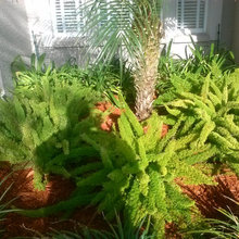 Florida Landscaping