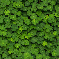 Clover - Wallpaper