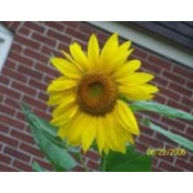 Kimberly Jones-Chamberlainさんの写真