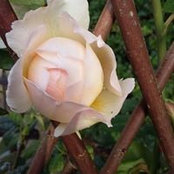 Lynne McDermott's photo