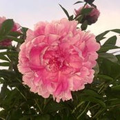 Foto von Vicki Richardson