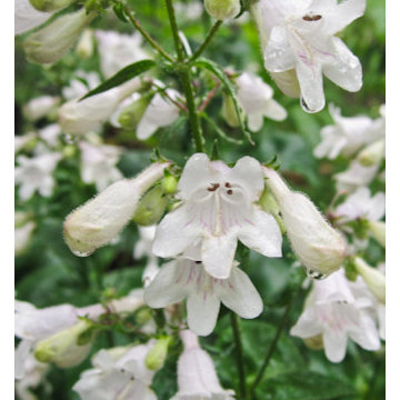 Smooth Beardtongue