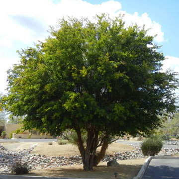 Southwestern Plants