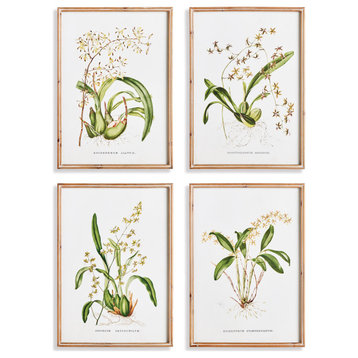 Orchid Assortment Study Gallery Art, Set of 4