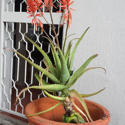Gardenboutique Winter flowers - Planter Hardware And Accessories