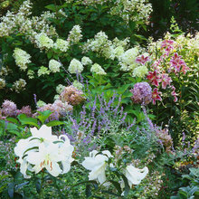 back yard garden