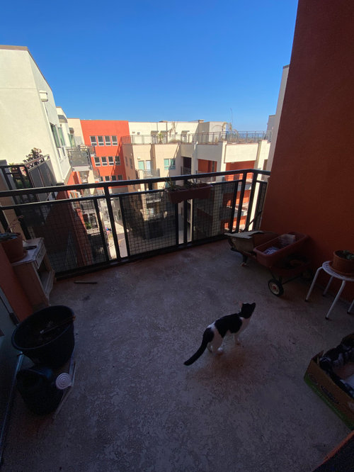 best tree/plants for East facing balcony?