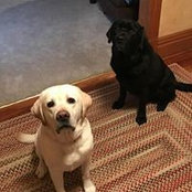 Susan Vanstine's photo