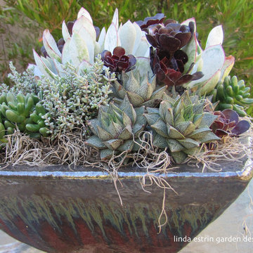 SUCCULENTS
