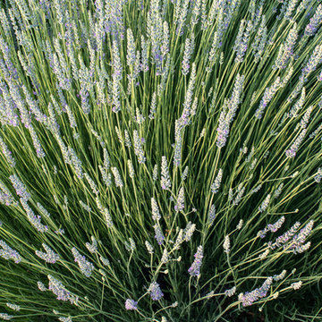 Burbank Ranch Winery & Vineyard