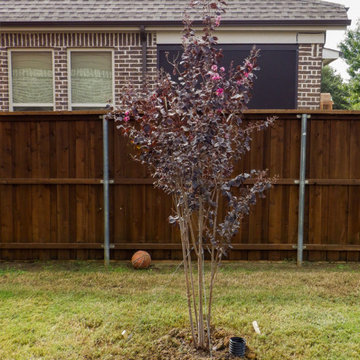Flowering Trees & Shrubs