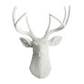 White With White Antlers