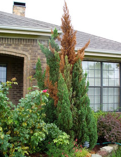 blue point juniper tree