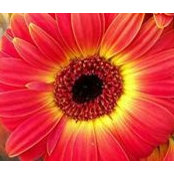 Patti Clugston-Snodgrass's photo