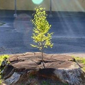 Laura White's photo