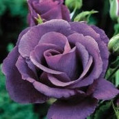 Georgeanna Steffish's photo