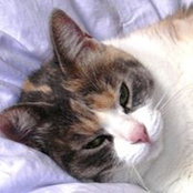 Luisa Barbareschi's photo