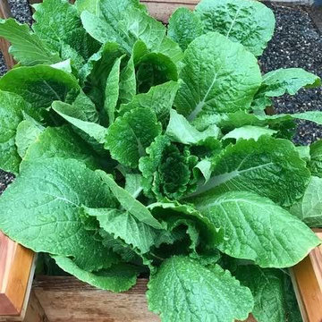 Edible Gardens