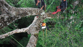 Poda en altura de árboles