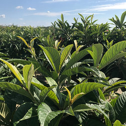 Current Featured Plants - Products