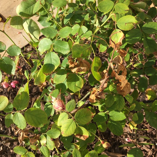 Why is my rose bush dying?
