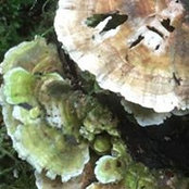 Photo de Michelle Dangol