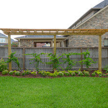 Grape vine