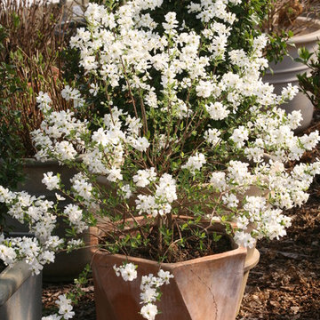 Snow Day™ 'Surprise' Pearl-Bush