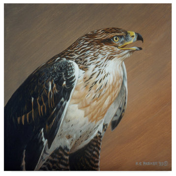 Ron Parker 'Ferruginous Hawk' Canvas Art, 14"x14"