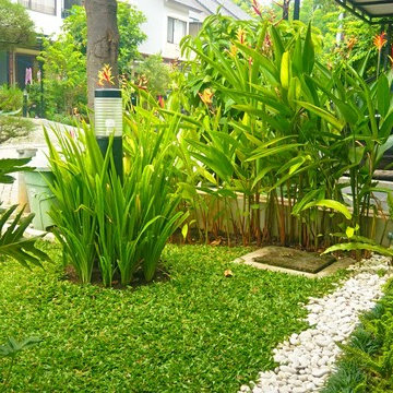 Mini Tropical Frontyard - Deep Lush Tropical Garden